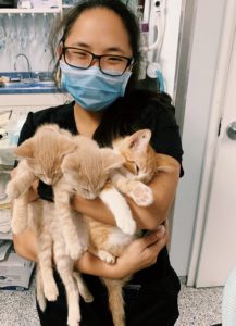 vet