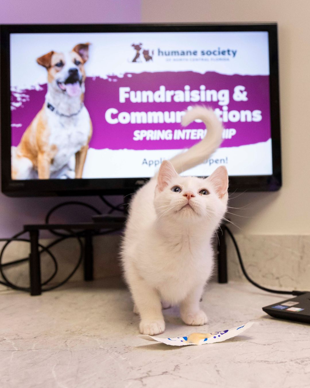 Website Volunteer (2)