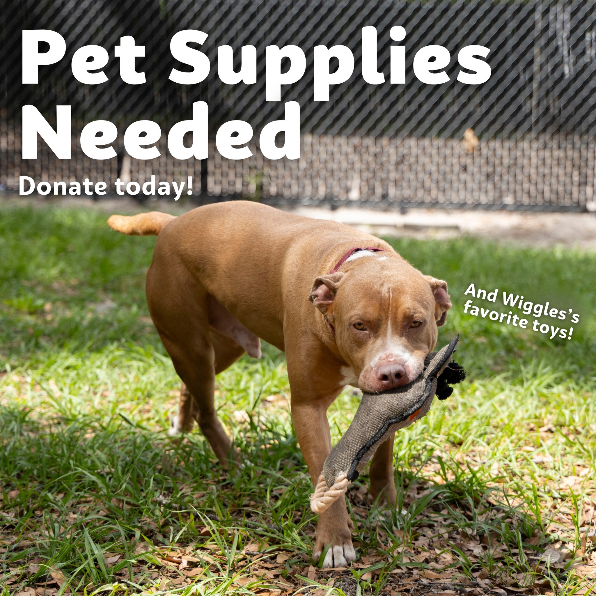 pet supplies