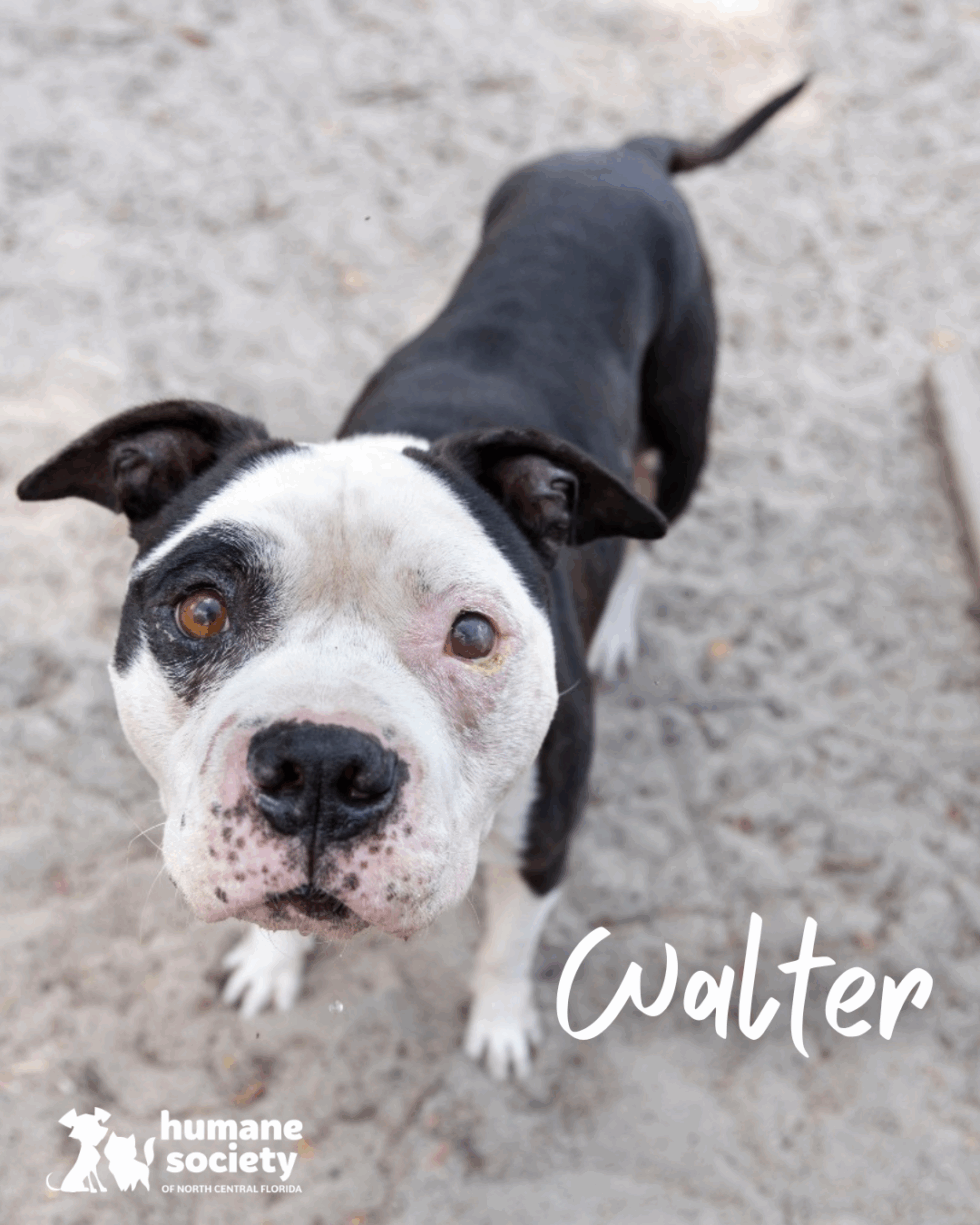 Path to Adoption Fund - Humane Society of North Central Florida