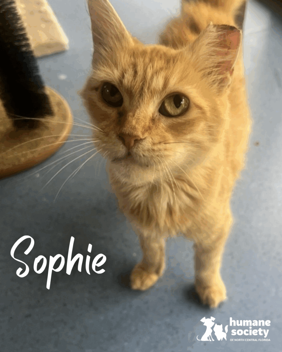 Path to Adoption Fund - Humane Society of North Central Florida