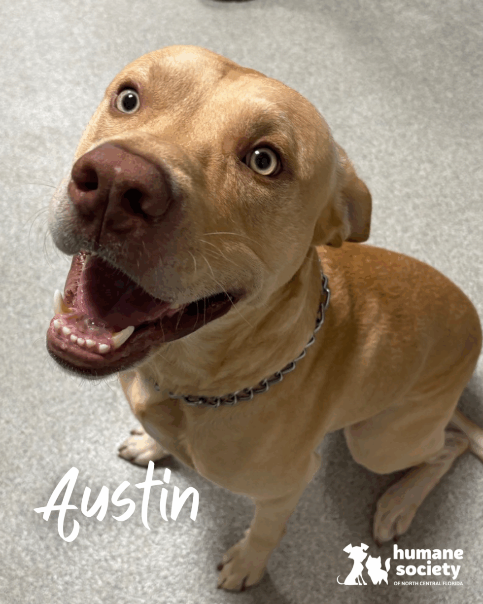 Path to Adoption Fund - Humane Society of North Central Florida