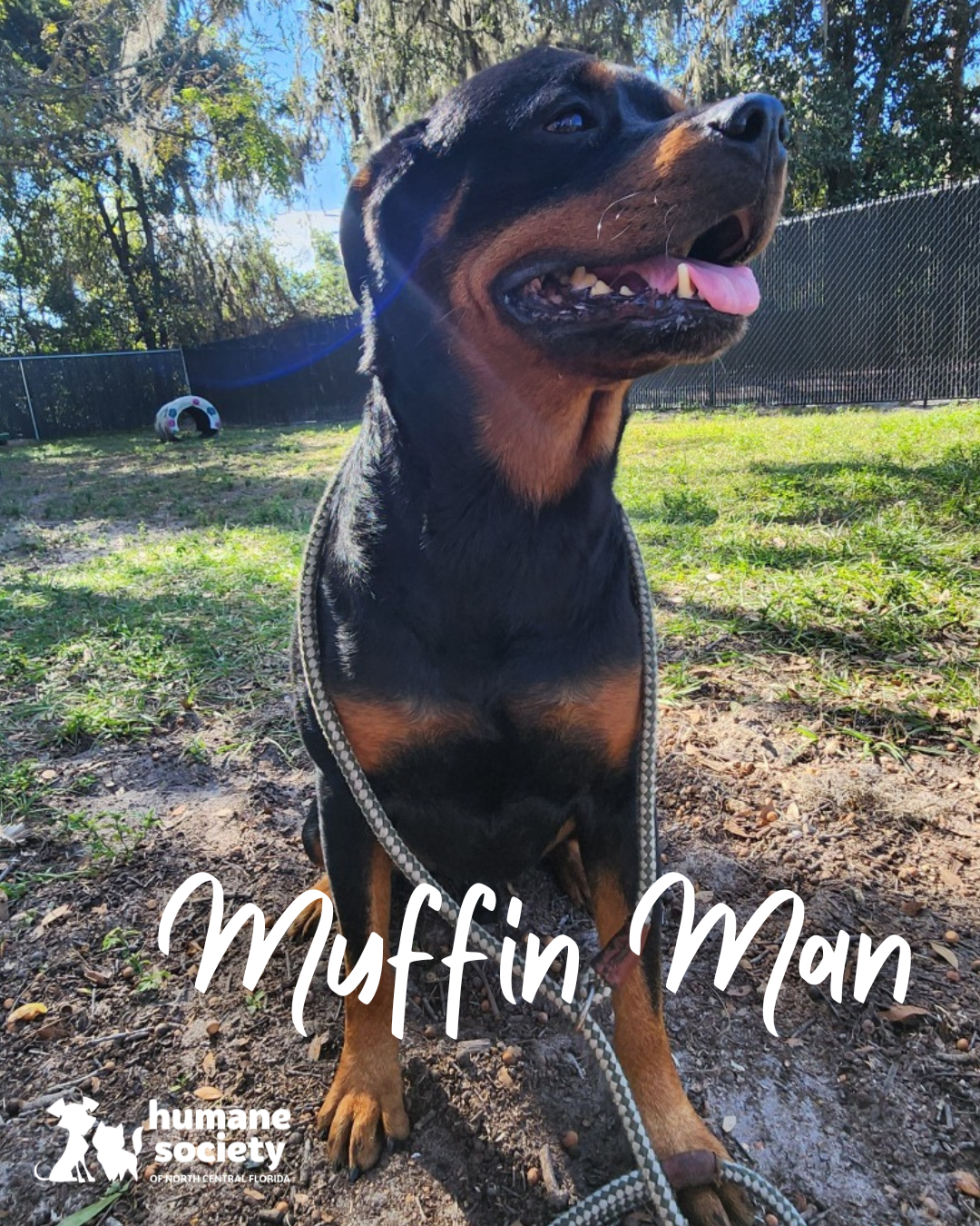 Muffin Man the dog