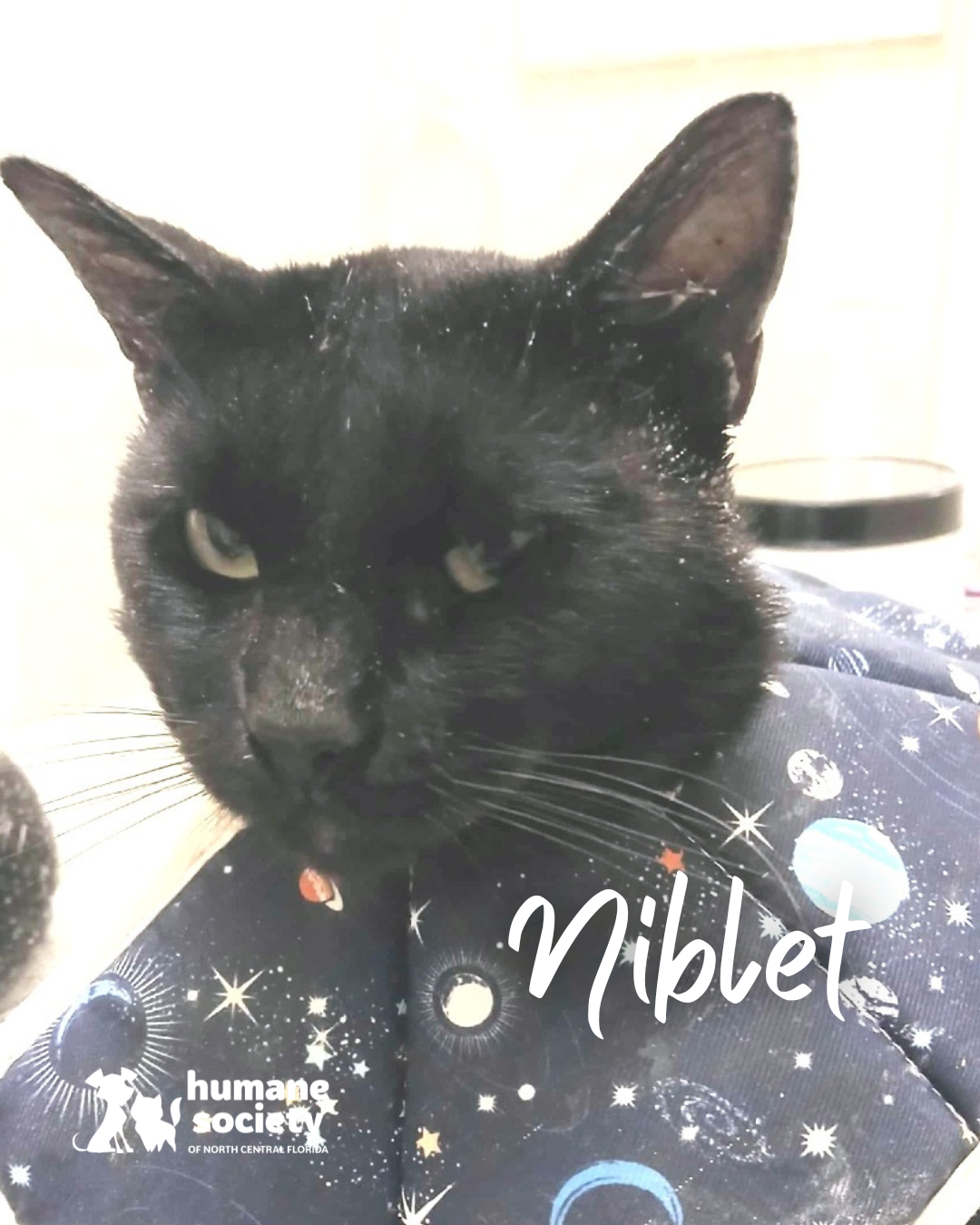 Niblet the Cat