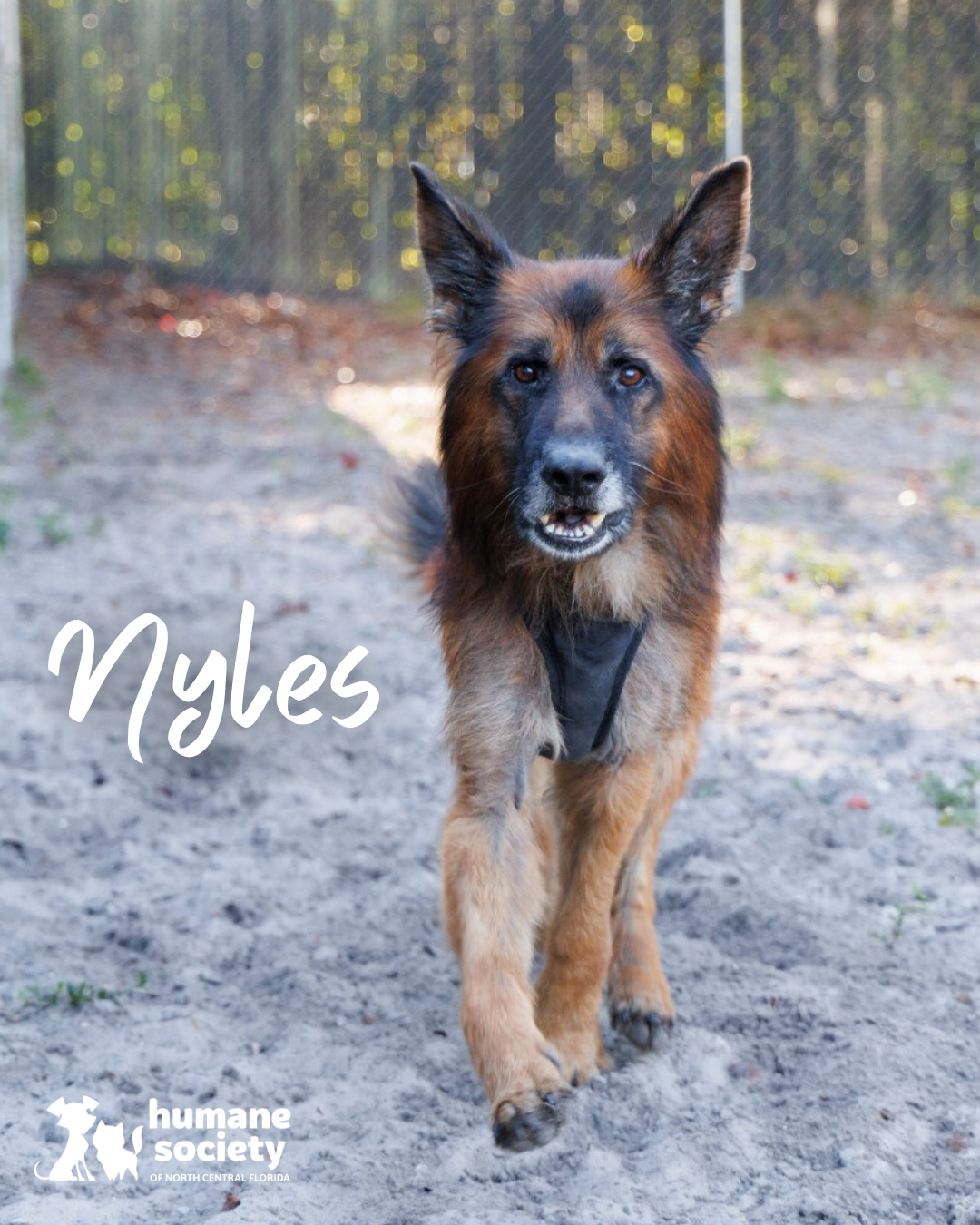 Nyles the dog