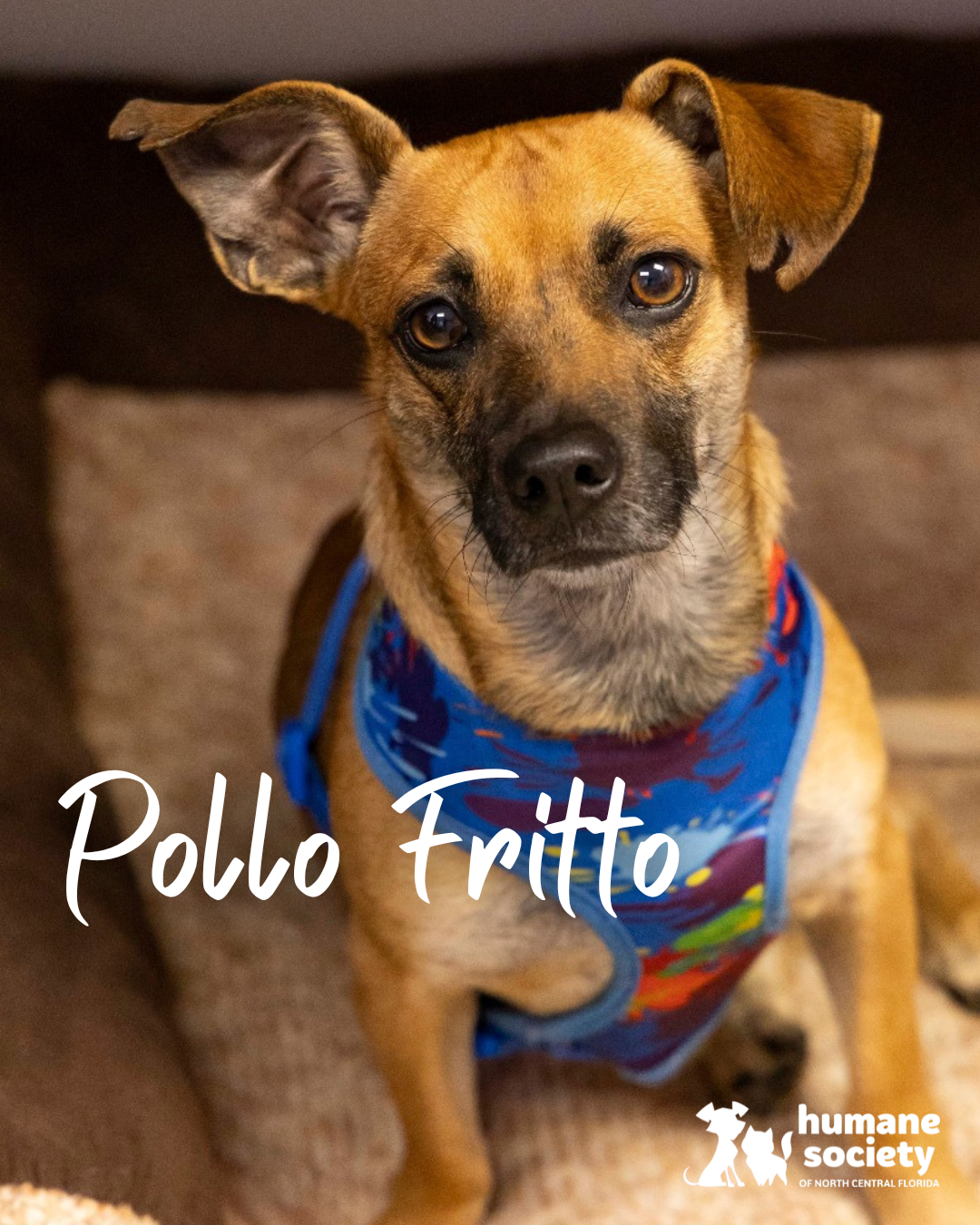 Pollo Fritto the dog