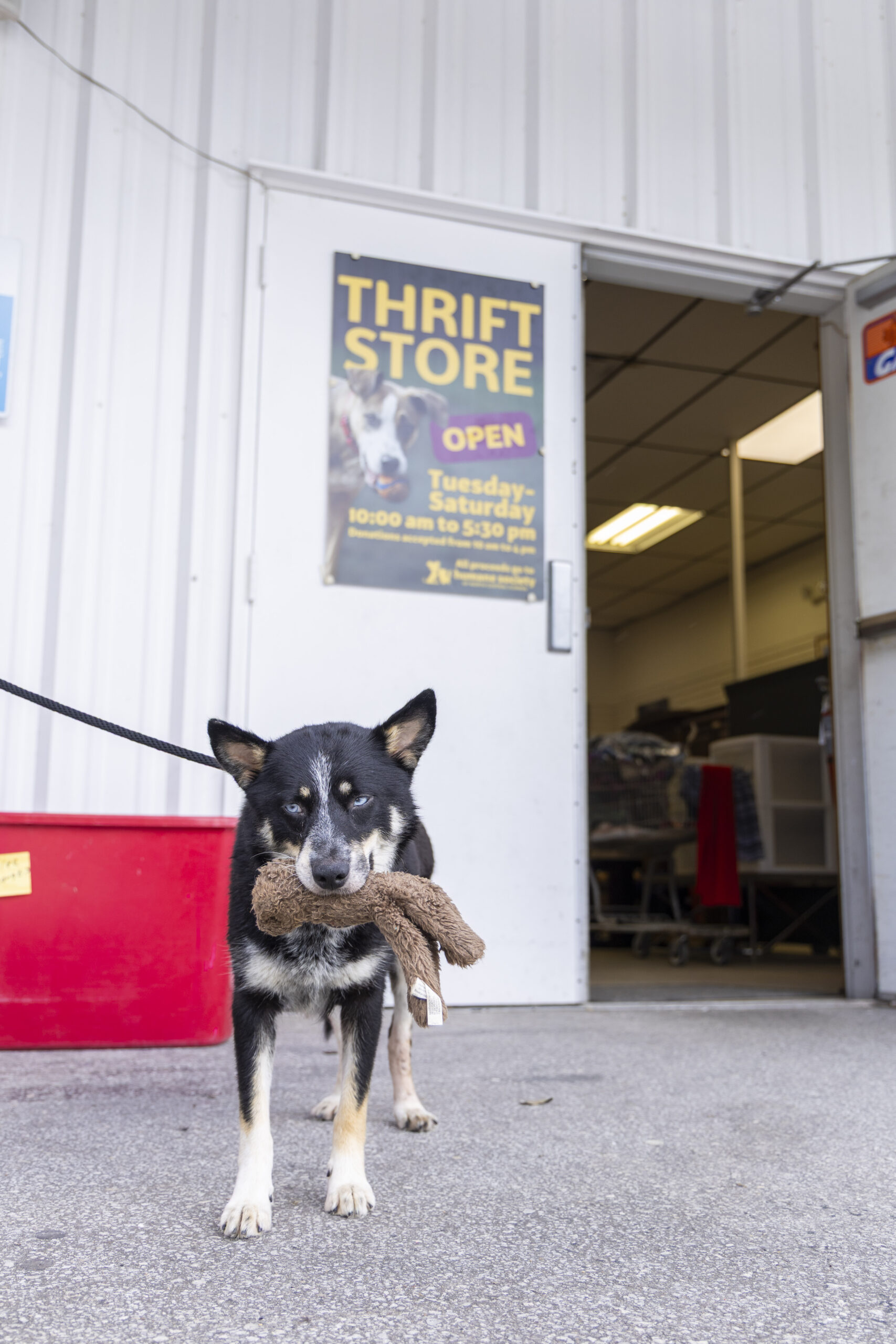 Dog holding toy in front of entrance to Thrift Store