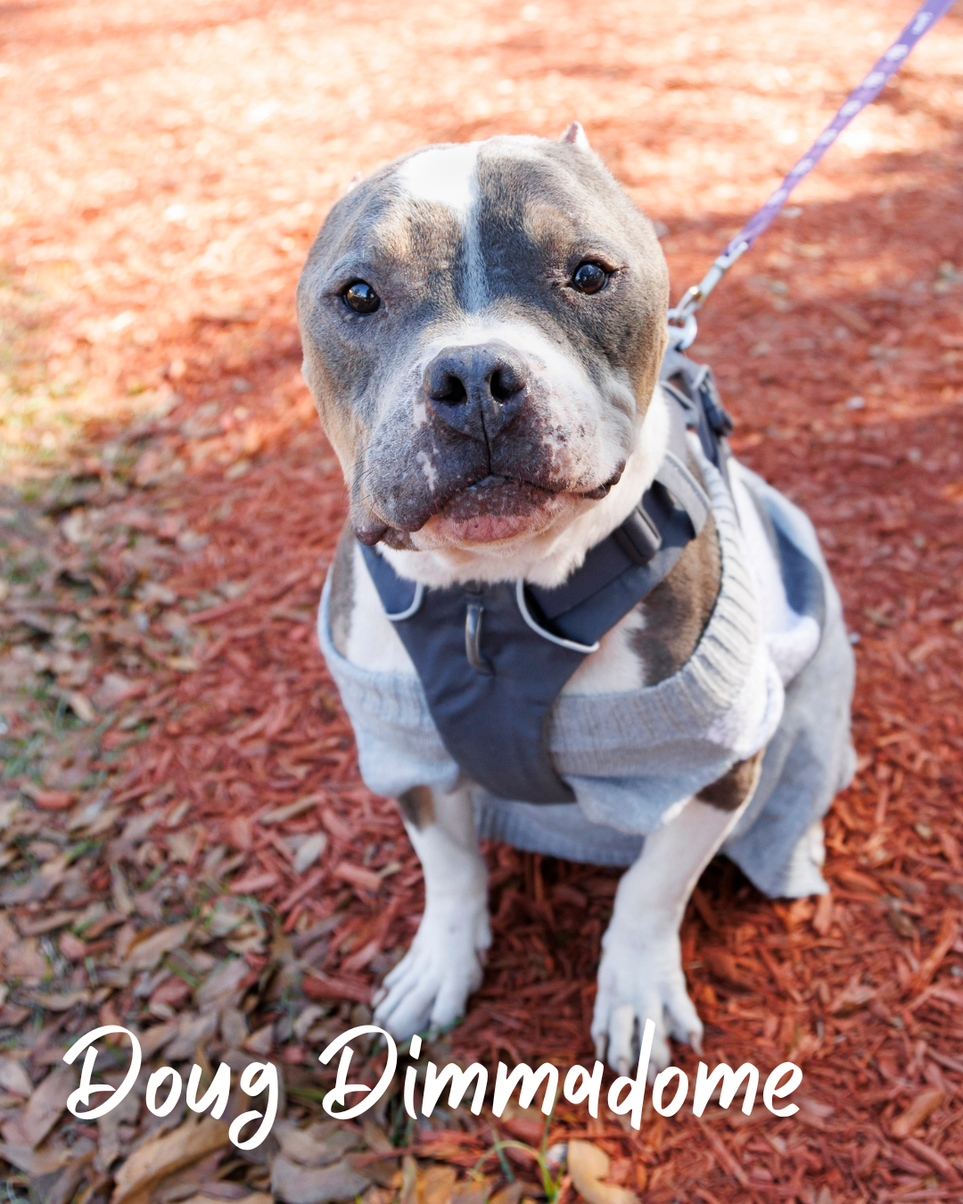 Doug Dimmadome the Dog