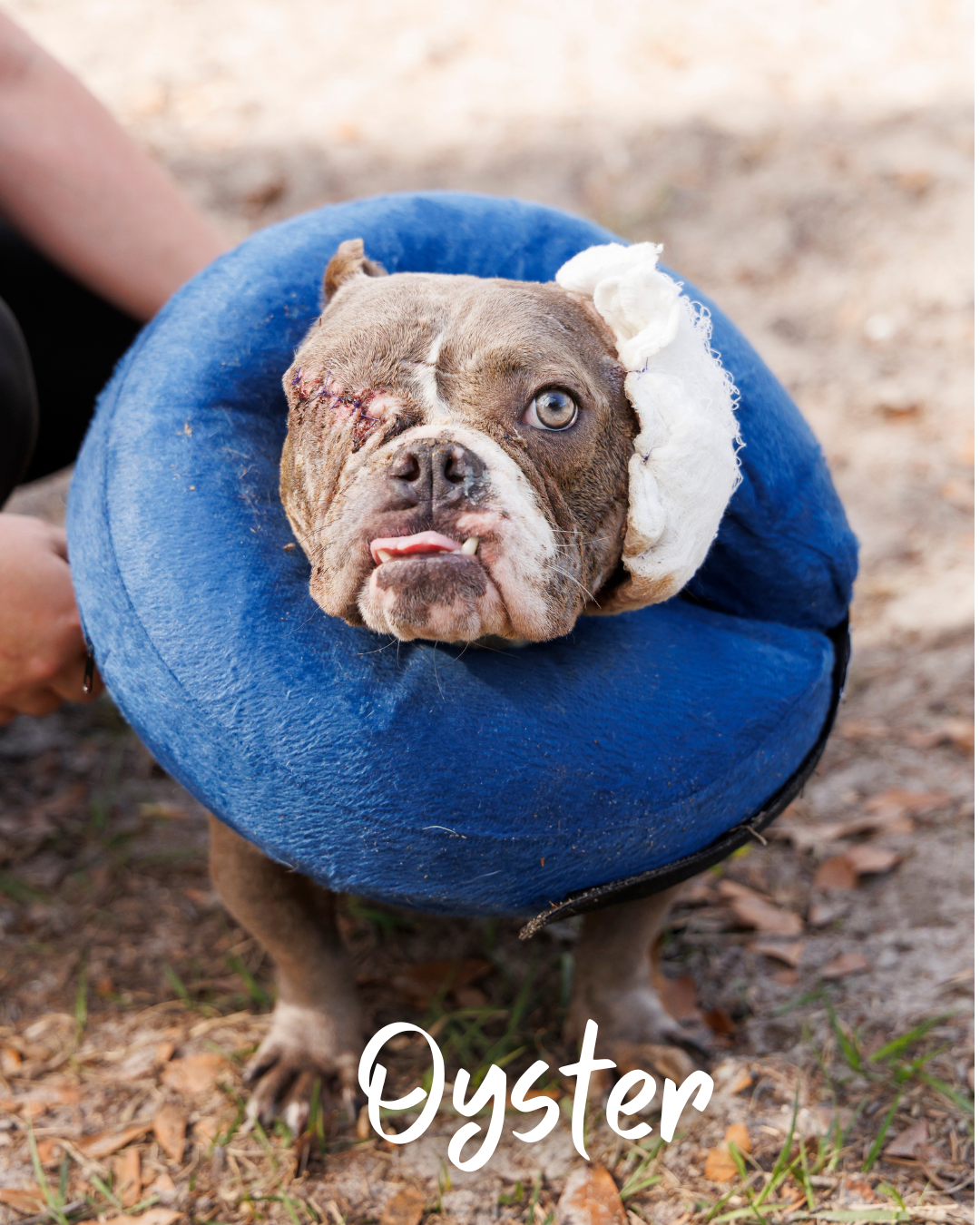 Oyster the dog, after surgery and now sponsored thanks to Danny Boy Fund