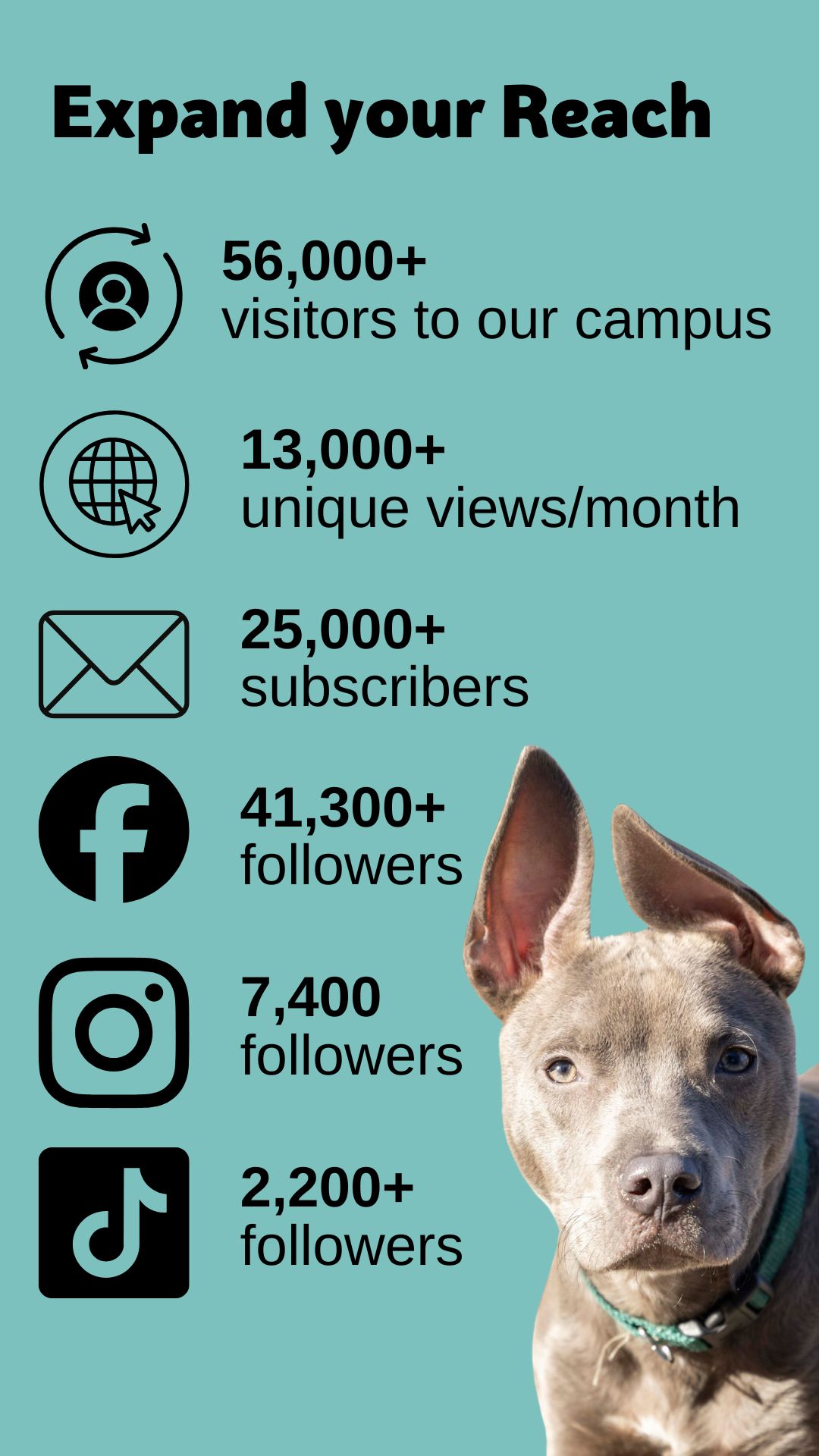 info graphic with a dog. 