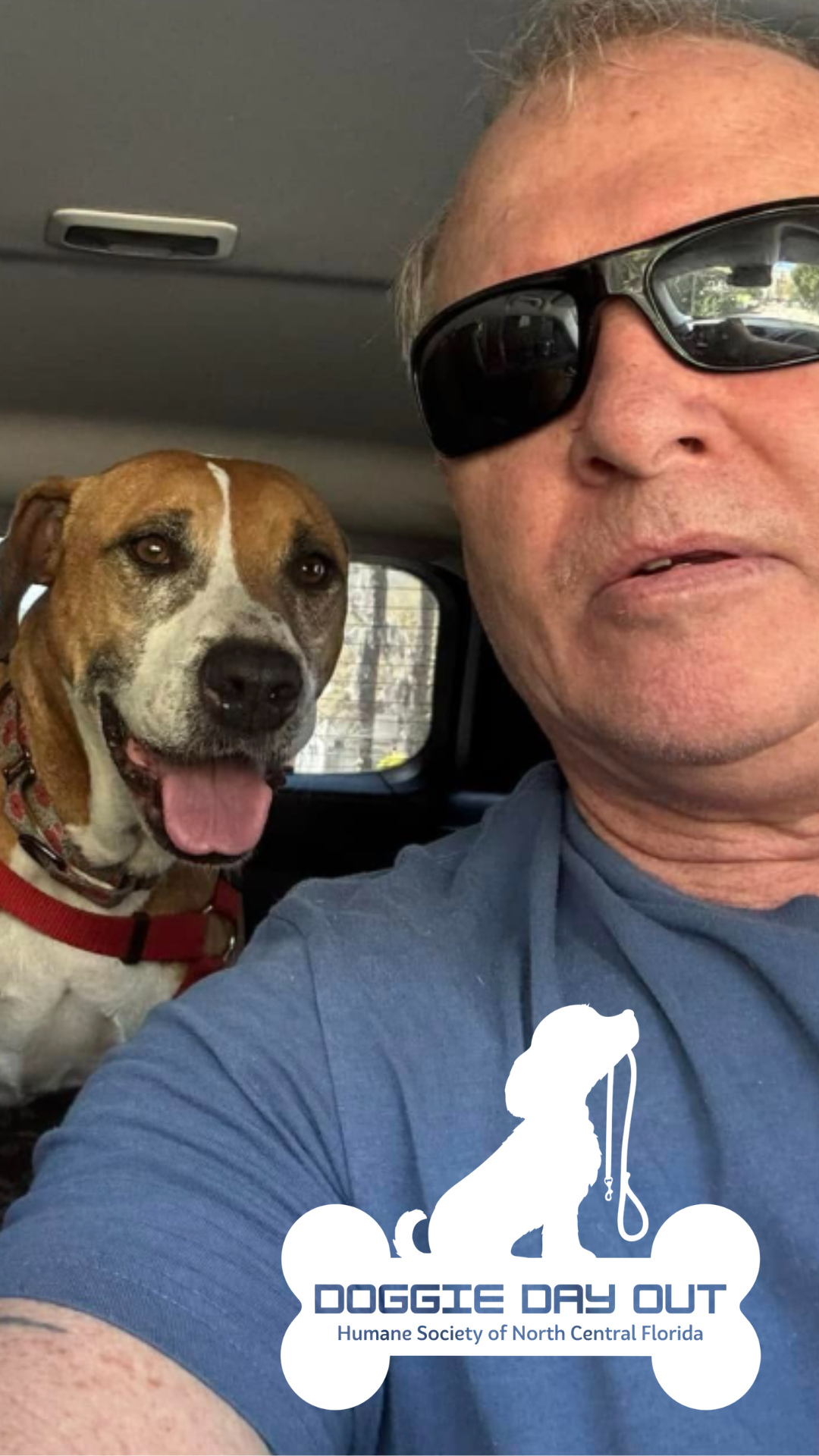 Dog going on a car ride with a Doggie Day volunteer