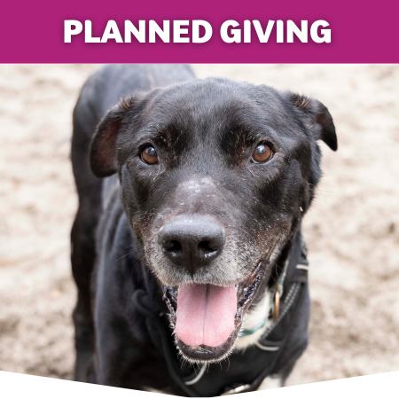 Donation button for Memorial and Tributes with a cat picture