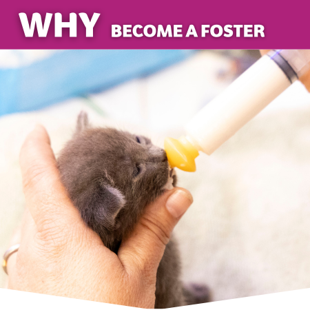 Why foster. Bottle kitten being fed<br />
