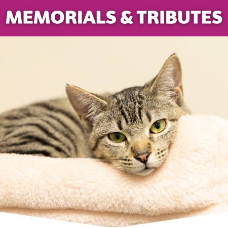 Donation button for Memorial and Tributes with a cat picture