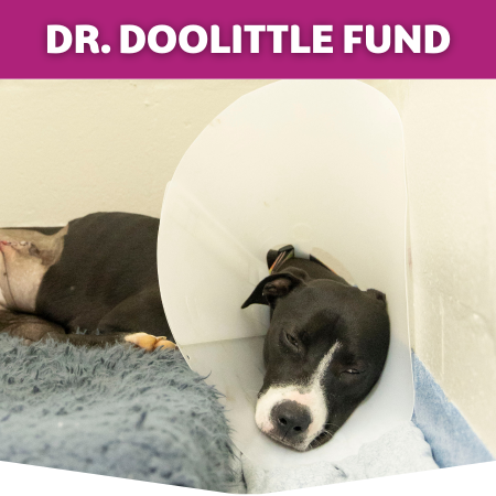 Donation Button for Dr. Doolittle Fund featuring Daffodil 