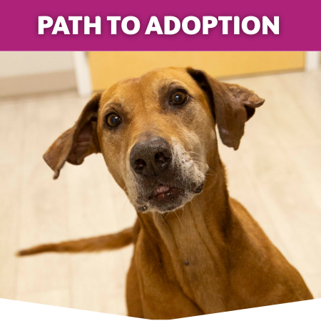Website Button for Path to Adoption featuring Hudson the dog.