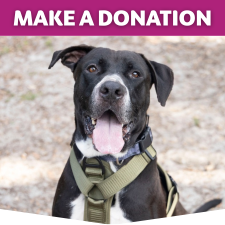Website Button for Donation with Dog Brutus