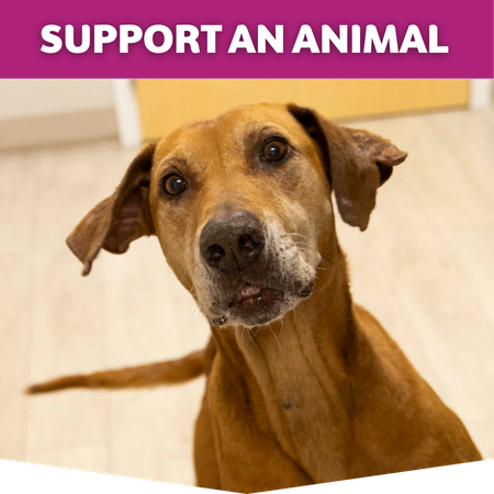 Support an Animal