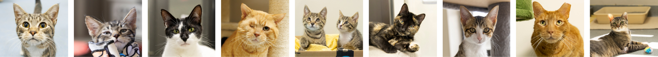 Cats and Kittens