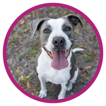 Meet our adoptable Dogs and Puppies