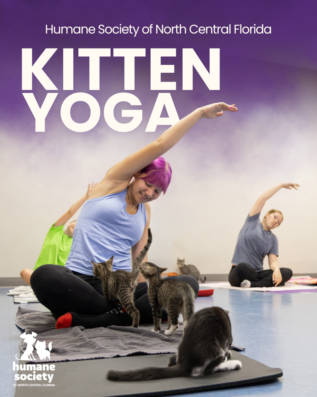 Whisker Workshop: Kitten Yoga