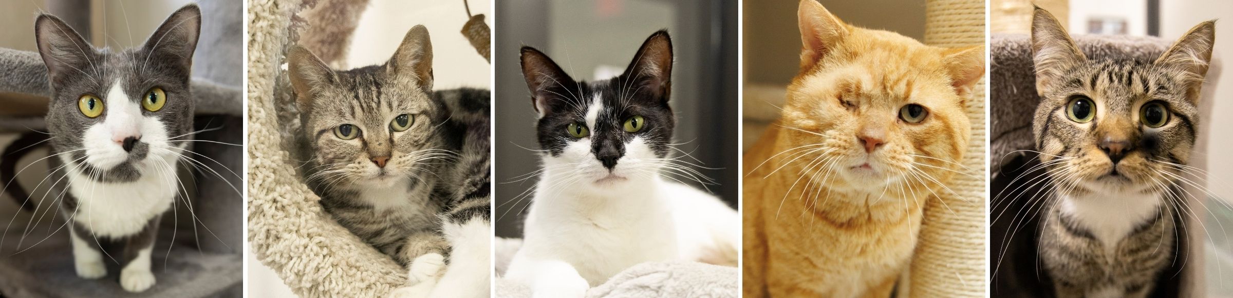 Various Cats with whiskers