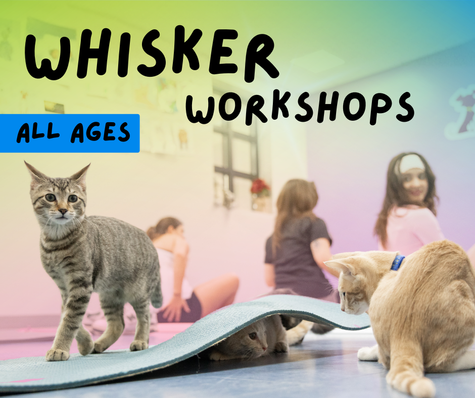 Website facebook size (6) Whisker Workshops