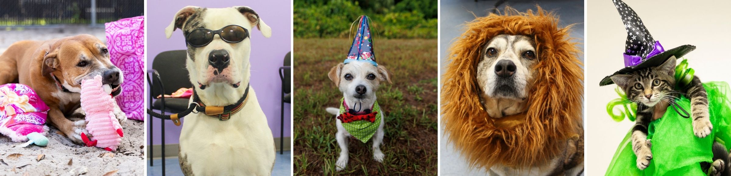 Party Animals